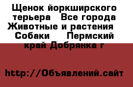 Щенок йоркширского терьера - Все города Животные и растения » Собаки   . Пермский край,Добрянка г.